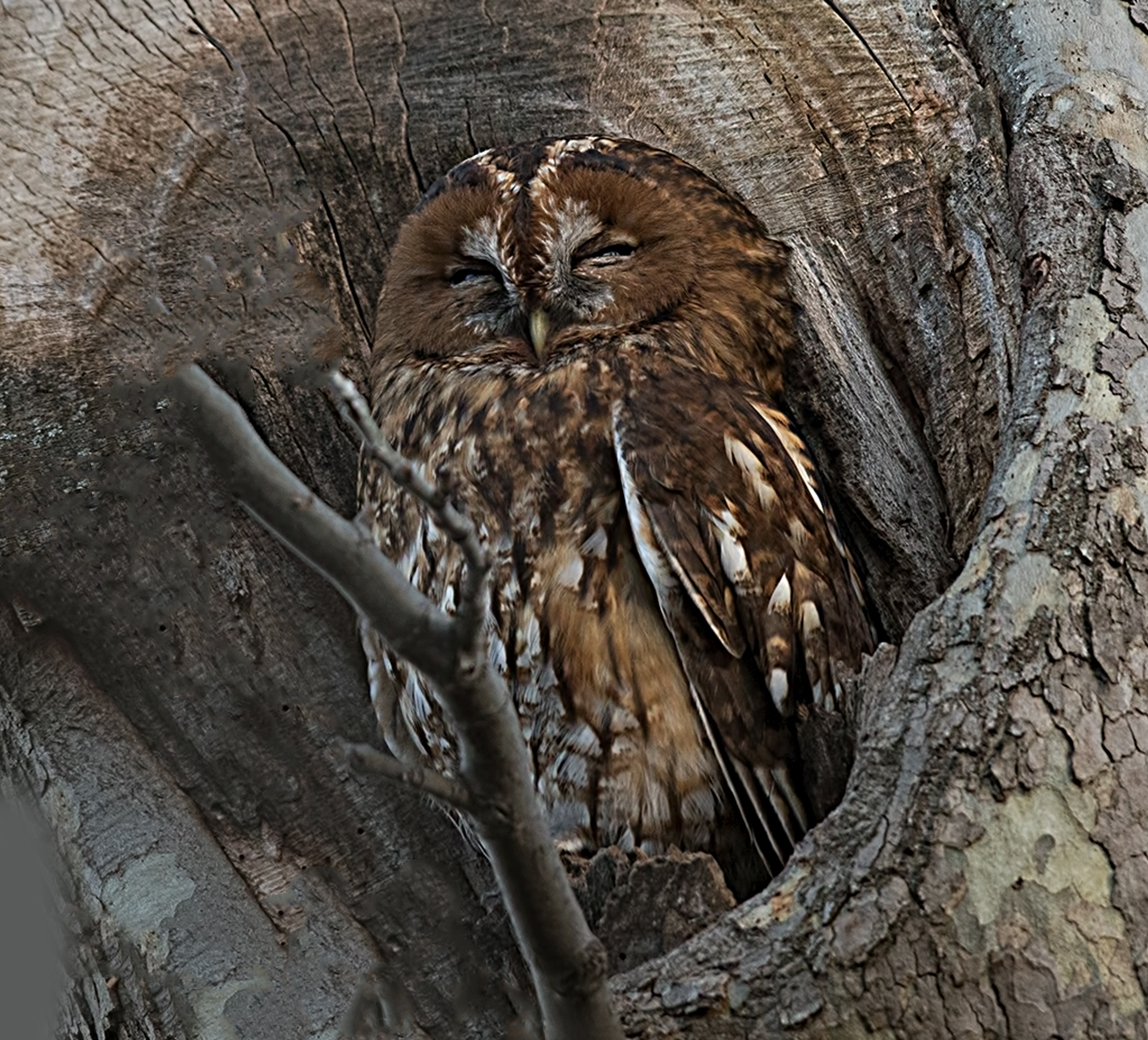 Tawny Owl